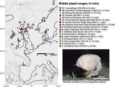 Long distance dispersal and oceanographic fronts shape the connectivity of the keystone sponge Phakellia ventilabrum in the deep northeast Atlantic